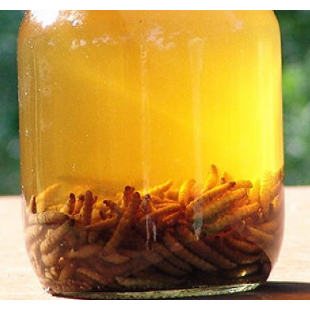 Медовая мотылица: секреты пчелиной огневки