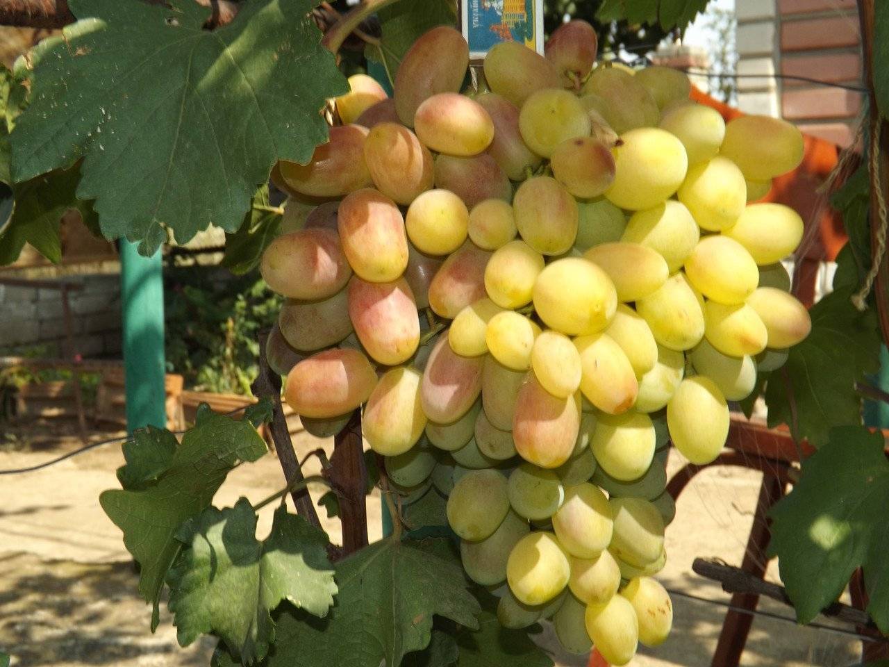 Сорт винограда юбилей новочеркасска, описание сорта с характеристикой и отзывами, а также особенности посадки и выращивания, фото