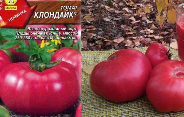 Томат клондайк: характеристика и описание сорта, отзывы огородников об этих помидорах, их преимущества и недостатки