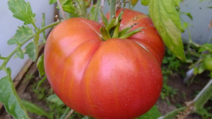 Томат бугай красный: отзывы об урожайности и фото семян помидоров от фирмы сибирский сад, описание и характеристики сорта