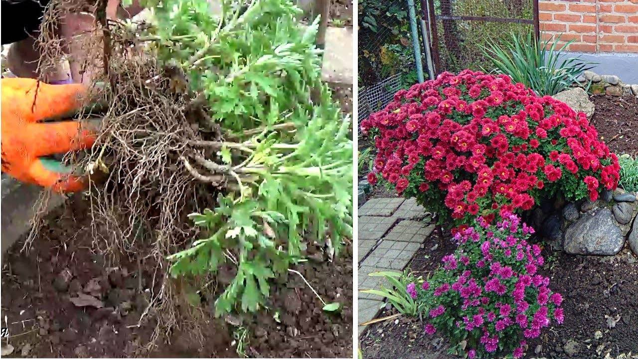 Выращивание и укоренение хризантем из букета: обзор +видео