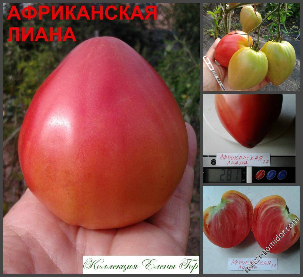 ᐉ томат кавказская лиана отзывы - zooshop-76.ru
