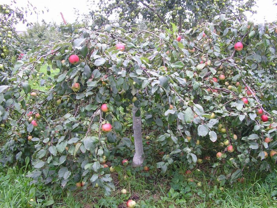 Яблоня соколовское: описание и характеристики сорта, урожайность и зимостойкость