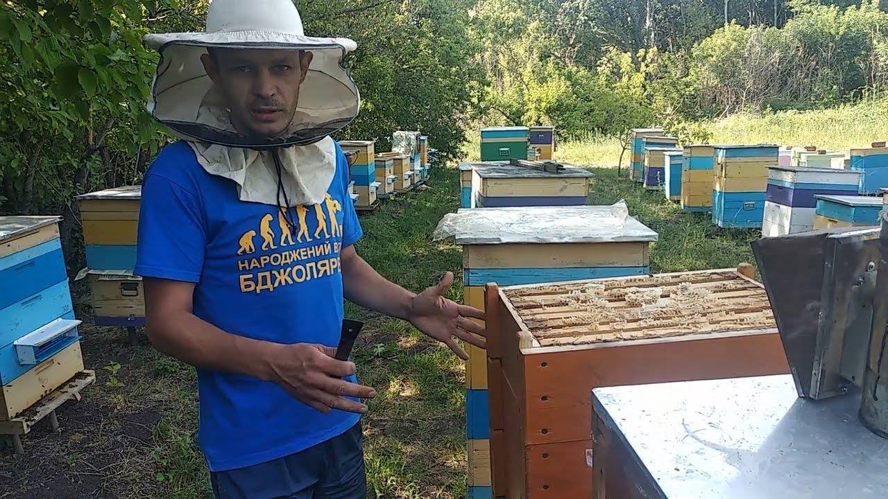 Ревизия пчелосемей перед началом главного медосбора и последние приготовления к взятку | о пасеке