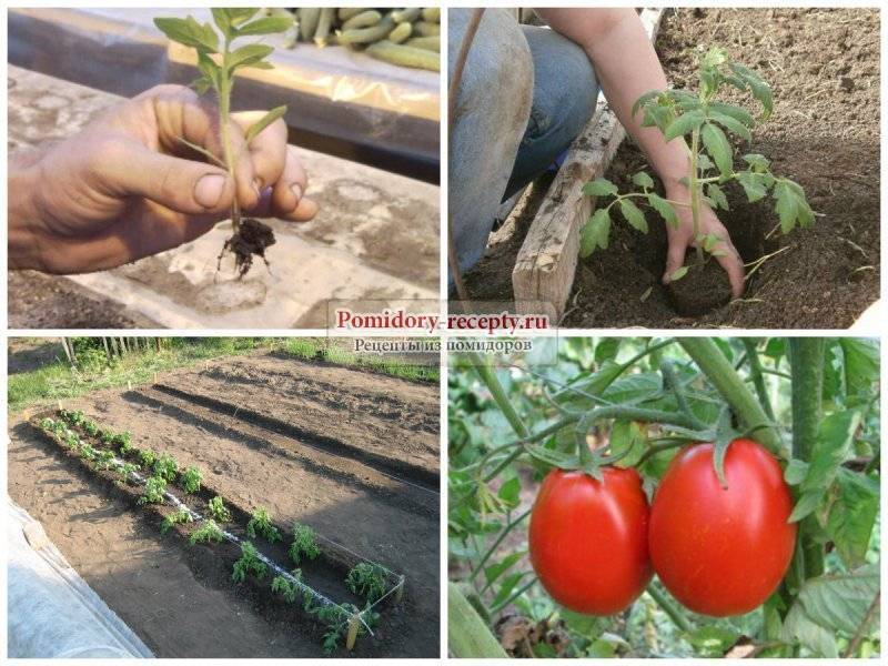 Обзор лучших ранних сортов помидор, как и когда их сажать - огород, сад, балкон
 - 23 февраля
 - 43982149094 - медиаплатформа миртесен