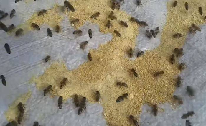 Подкормка пчел весной – матковод амг – карніка, бакфаст, італійка