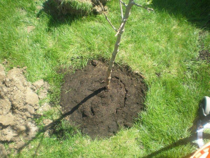 Как посадить яблоню: полная инструкция