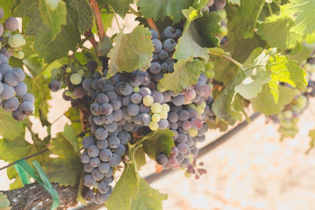 Сорт винограда фиолетовый ранний, описание сорта с характеристикой и отзывами, а также особенности посадки и выращивания