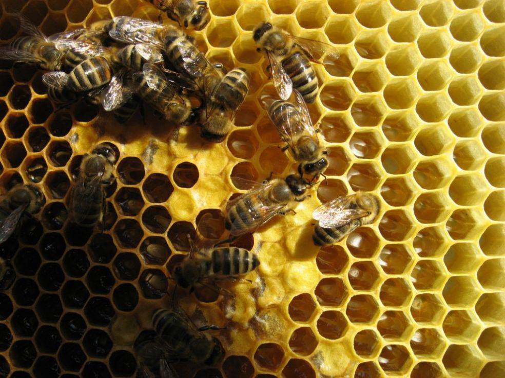 Как выглядят личинки пчел с фото и описанием