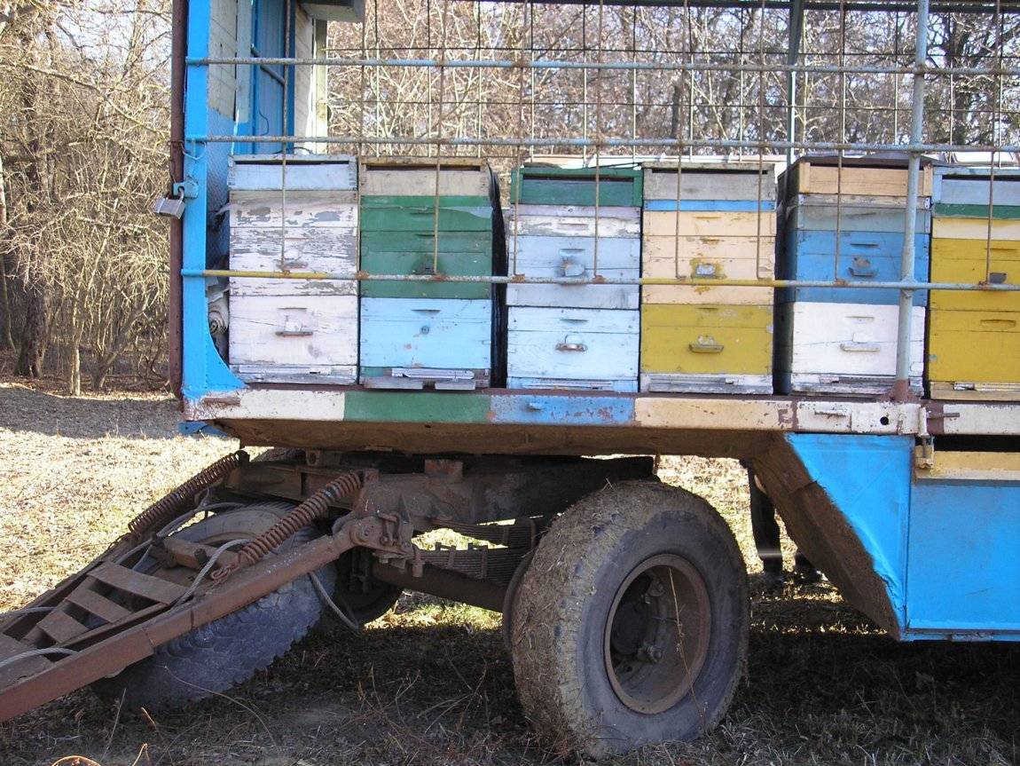 Особенности кочевого пчеловодства