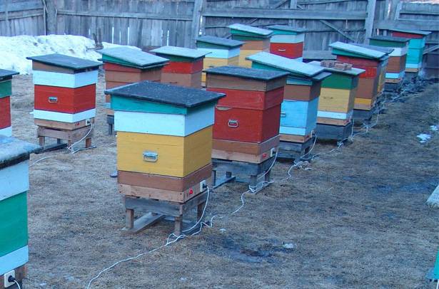 Основные работы пчеловода ранней весной. весенний облет пчел