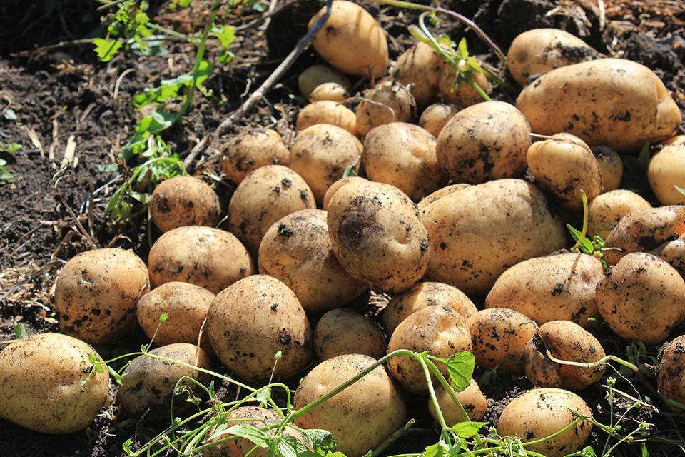 Описание и характеристики картофеля сорта Лорх, посадка и уход