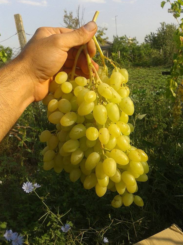 Описание и особенности сорта винограда долгожданный