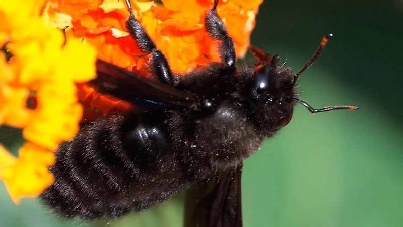 Лучшие породы медоносных пчел: основные характеристики, преимущества и недостатки