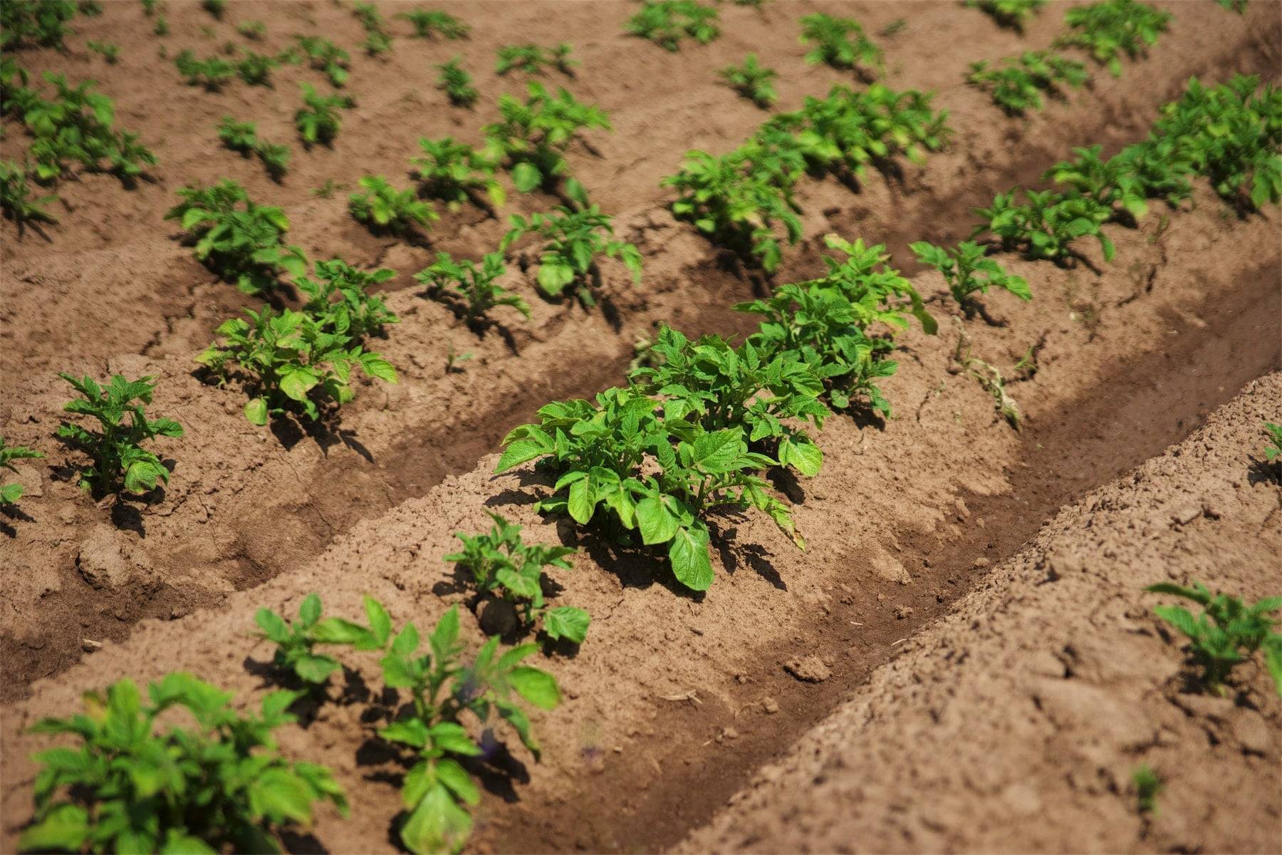 Голландская технология выращивания картофеля: метод посадки, оборудование