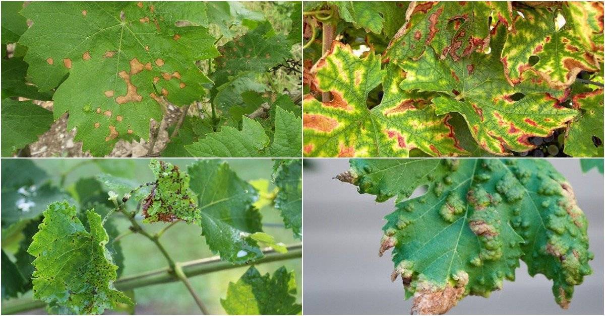 Болезни винограда на листьях, описание с фотографиями и способы лечения