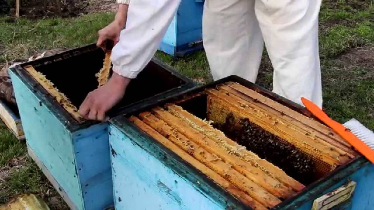 Пересадка пчелопакета в улей - как пересадить правильно (видео)