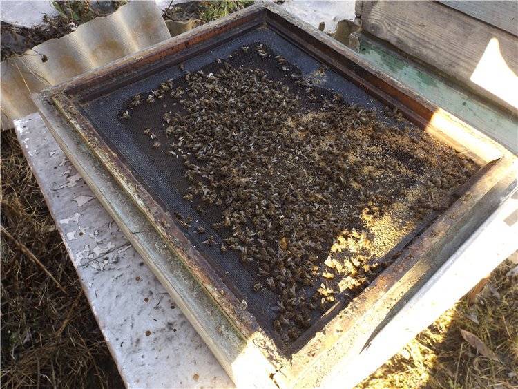 Как зимуют пчелы в улье?
