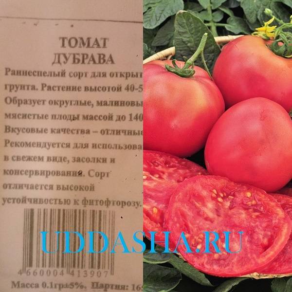 Сорт томата «дубрава»: фото, описание, характеристика и урожайность «дубка» |