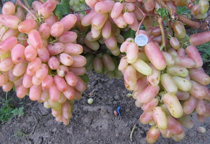Особенности и агротехника сорта винограда юбилей новочеркасска