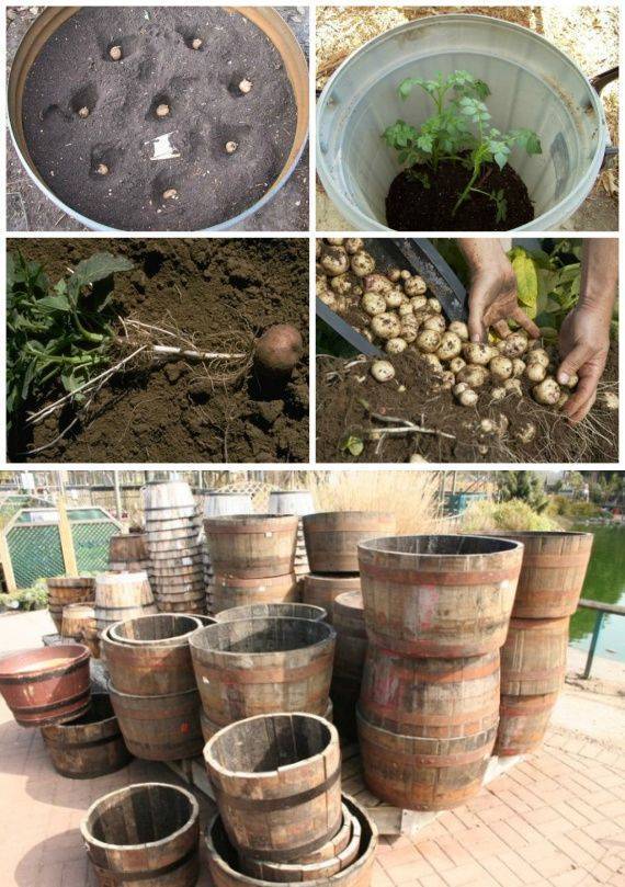 Выращивание картофеля в бочке: технология