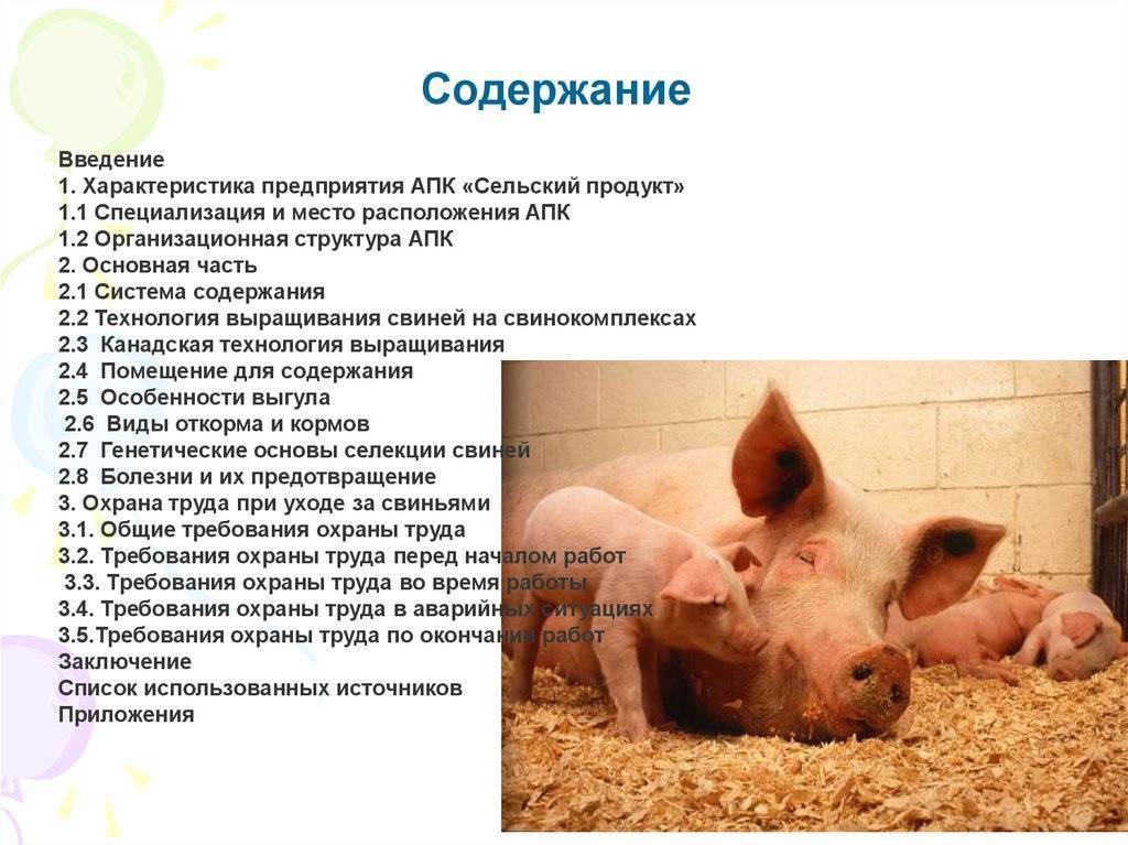 Разведение свиней как бизнес: окупаемость, преимущества и недостатки