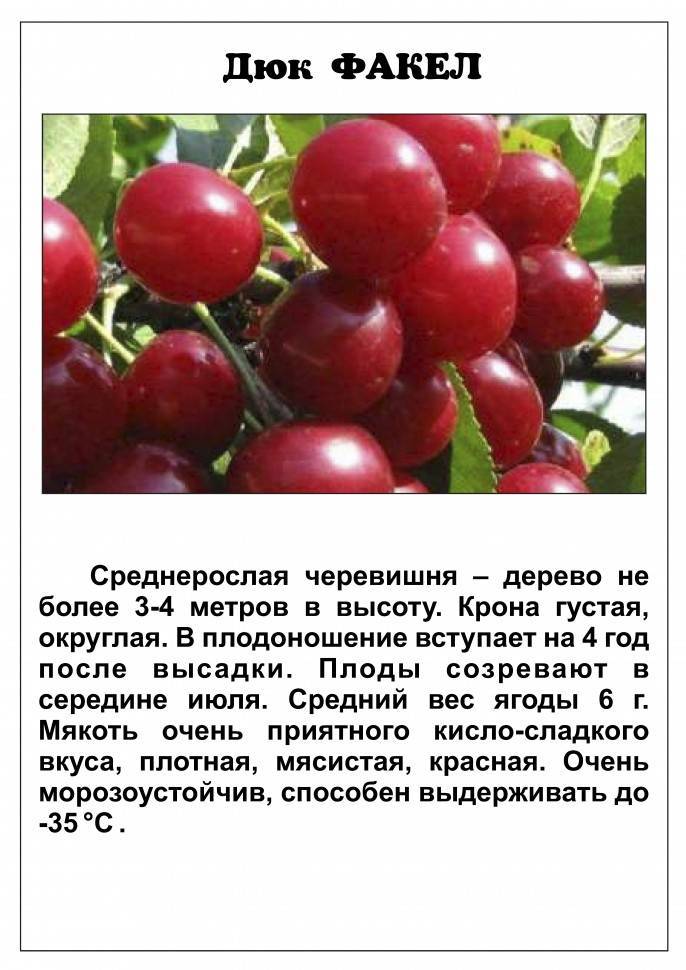 Сорта вишни. популярные сорта вишни - названия, фото. сорта вишни для подмосковья :: syl.ru