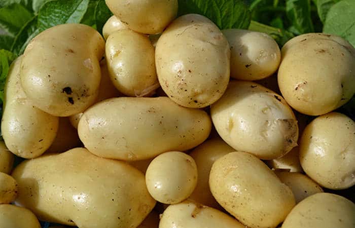 Описание и характеристики картофеля сорта импала, посадка и уход