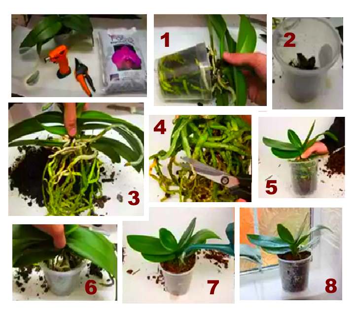 Как вырастить детку орхидеи: сроки, стимуляция, процедура отделения и дальнейший уход + распространенные проблемы
