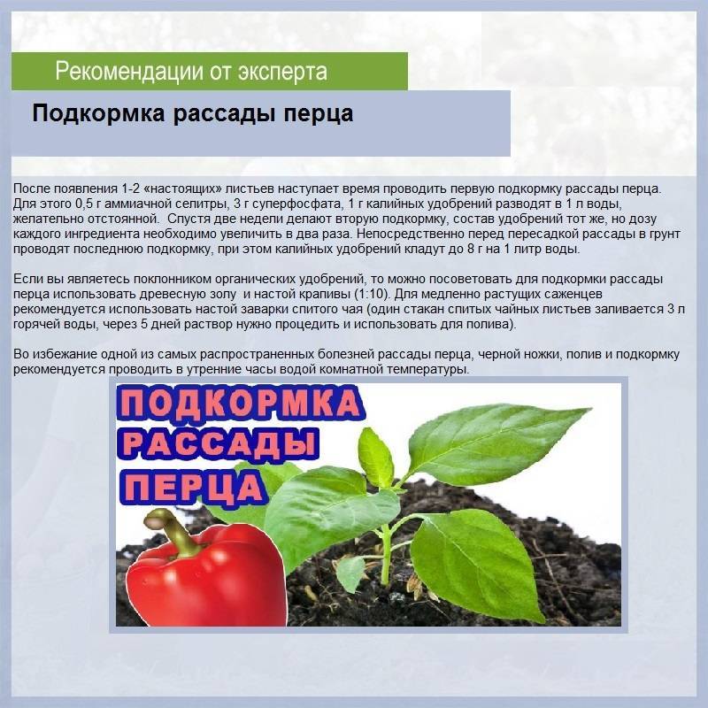 Подкормка рассады перца в домашних условиях от всходов до высадки
