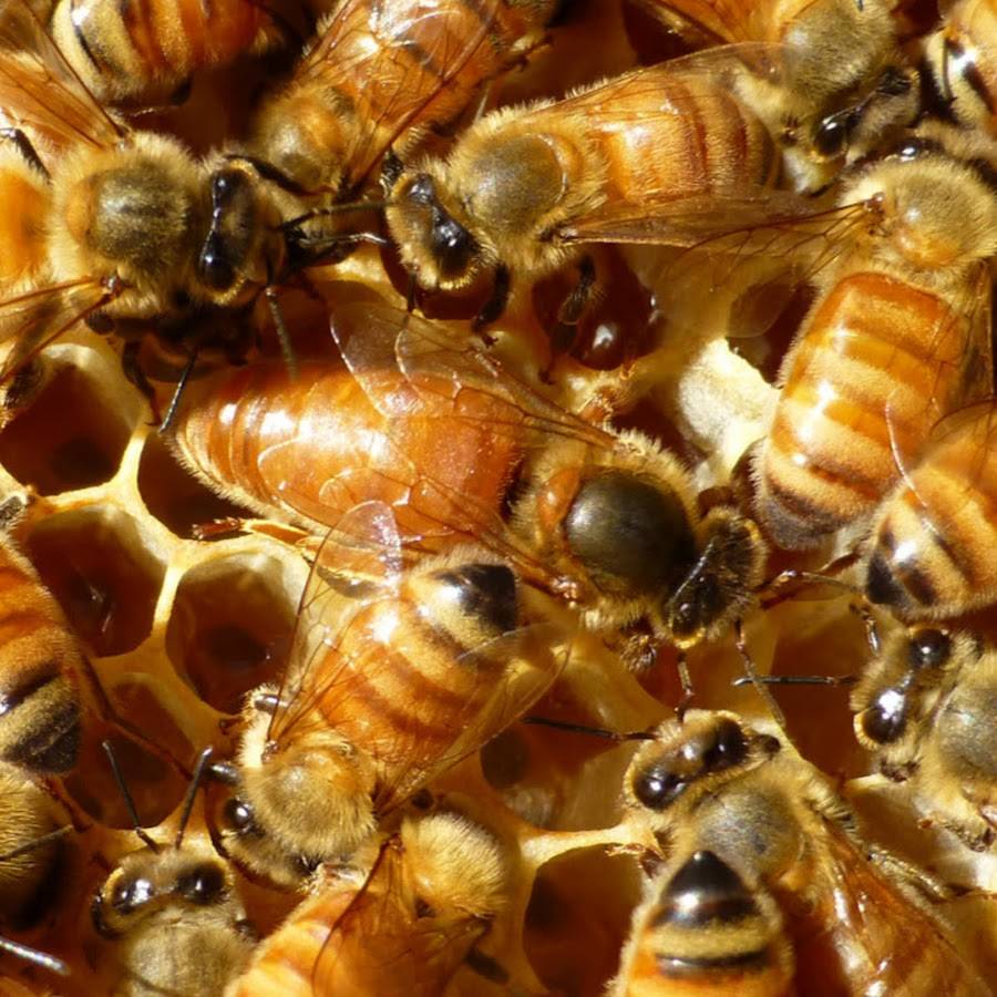 Породы пчел и их характеристики с фото. лучшие виды для нашего региона