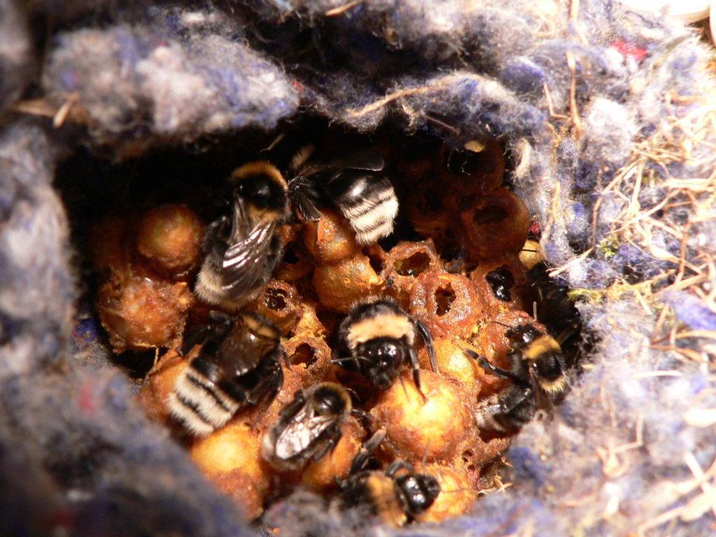 Сколько живет пчела