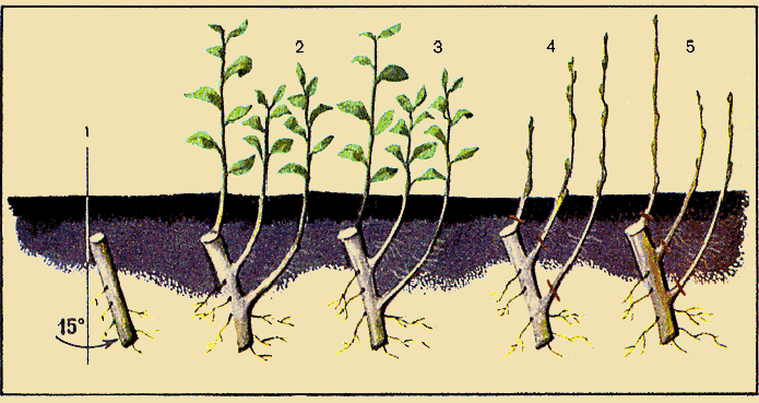 Выращивание черешни: главные правила агротехники