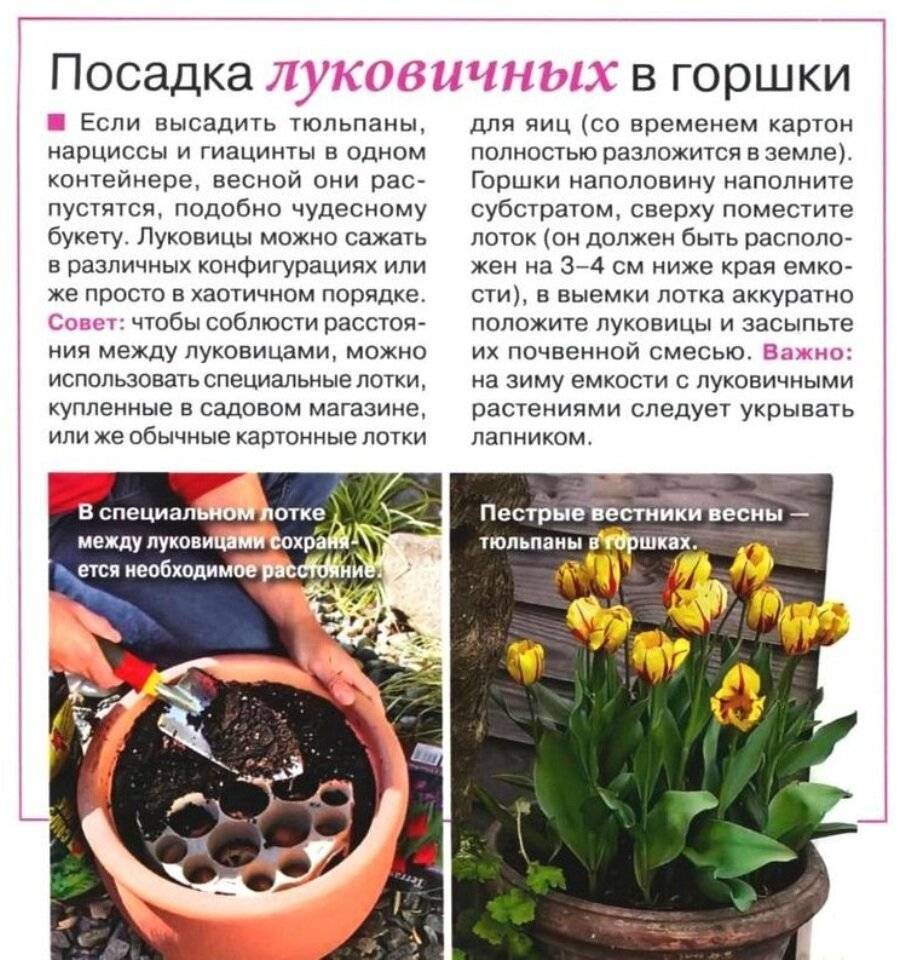 Луковичные цветы для сада: виды и правила выращивания. о многолетних луковичных цветах в ландшафтном дизайне сада