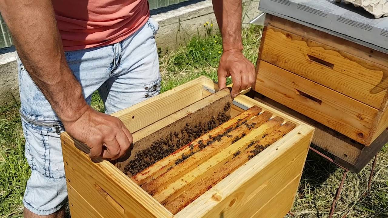 Подсадка пчеломатки в семью с отрутневевшими пчелами. основы пчеловодства [самые необходимые советы тому, кто хочет завести собственную пасеку]