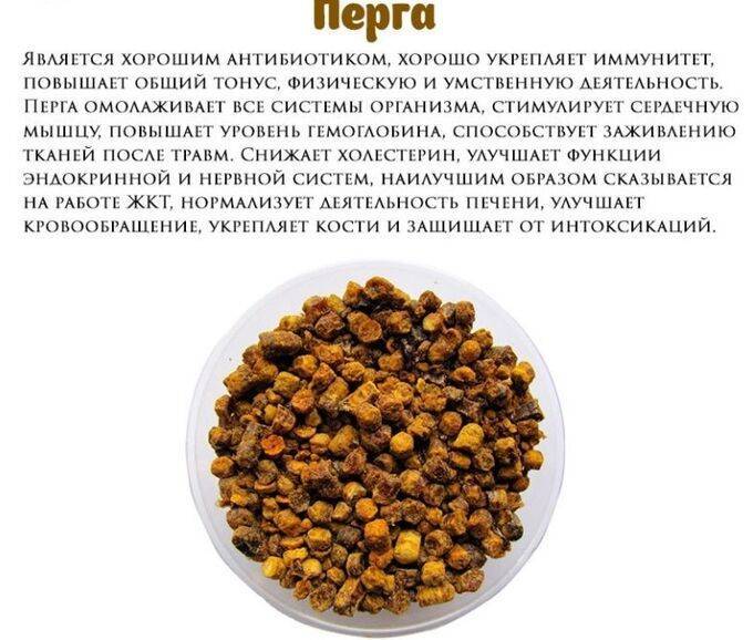 Полезные свойства пчелиной перги - medboli.ru