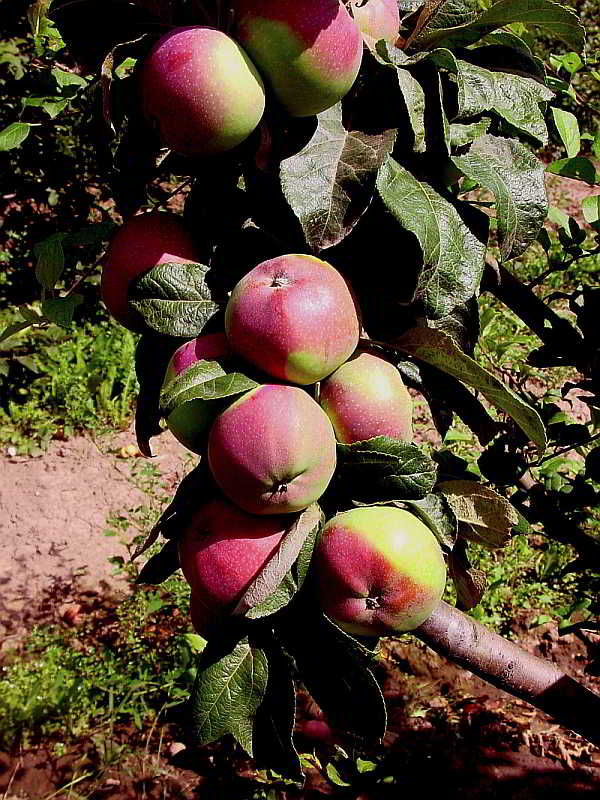 Сорт яблони останкино (колоновидная): фото, отзывы, описание, характеристики.