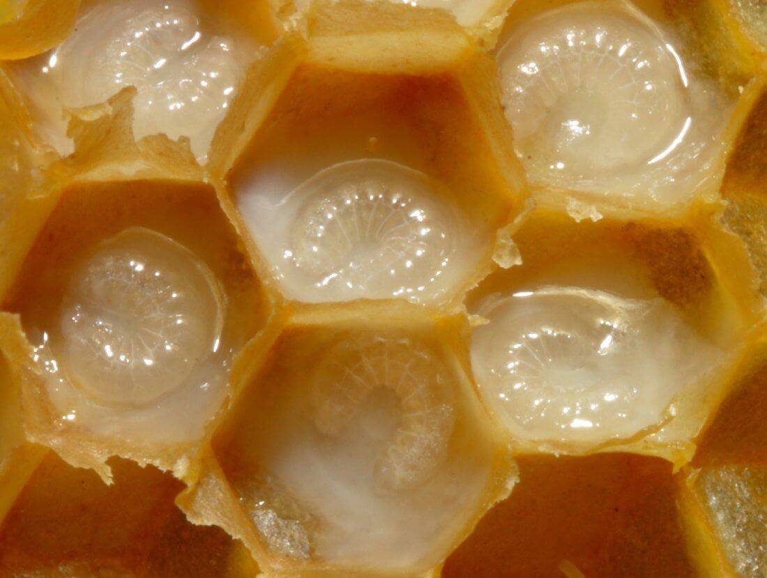 Горбатый расплод у пчел и фото
