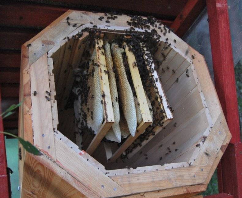 Как сделать ловушку (роевню) для диких пчел своими руками