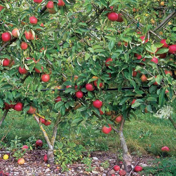 Характеристики сорта яблонь соколовское, описание плодов, урожайность и зимостойкость