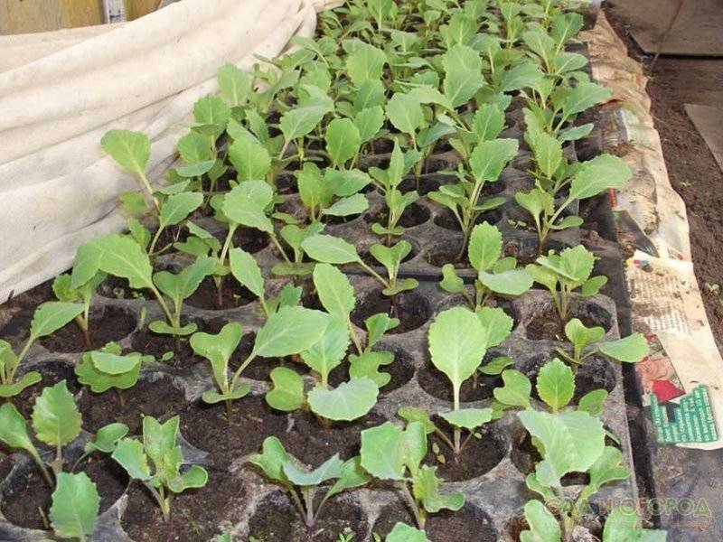 Цветная капуста: выращивание из семян и уход в открытом грунте, видео, фото