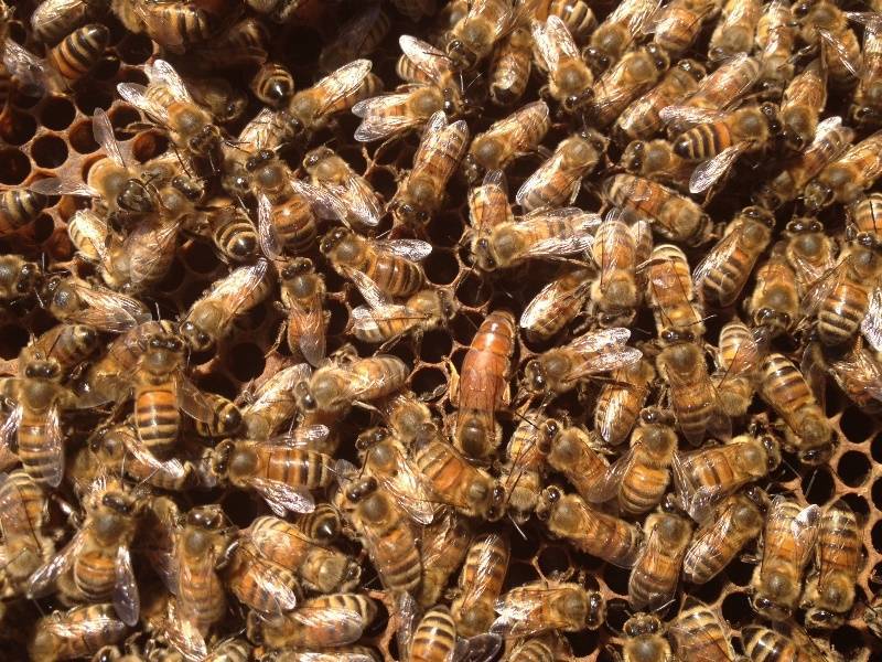 Характеристика породы пчёл бакфаст: достоинства и недостатки, линии бакфаст, что лучше бакфаст или карника – med-pochtoi.ru