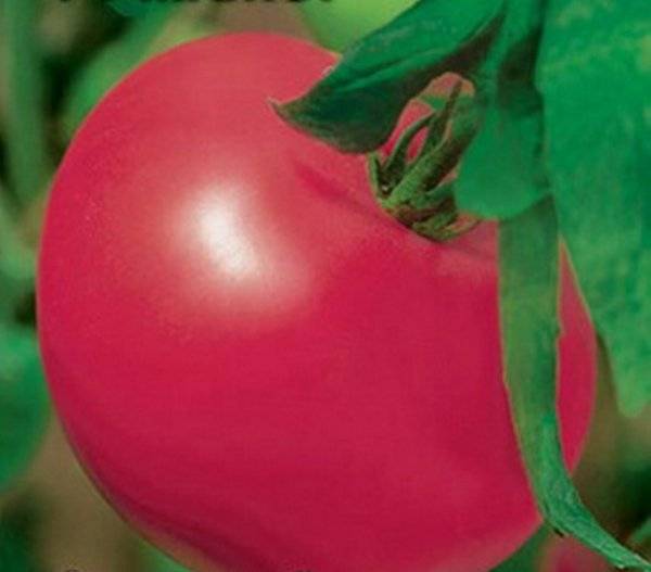 Томат мажор: описание нюансов ухода и урожайности помидоров, фото кустов и плодов, отзывы опытных огородников