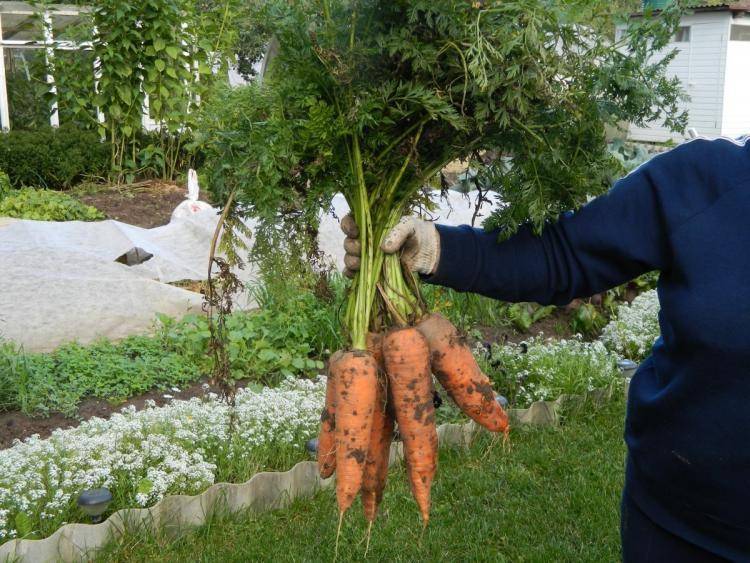 Топ-5 секретов выращивания моркови на грядках :: lifestyle :: гродненская правда