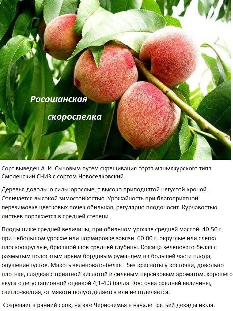 Персики: сорта для крыма, кубани, для средней полосы россии и подмосковья с фото и описанием