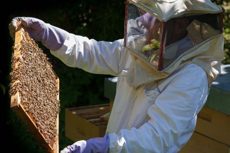 Пчеловодство в россии: где развито и районы разведения насекомых, породы