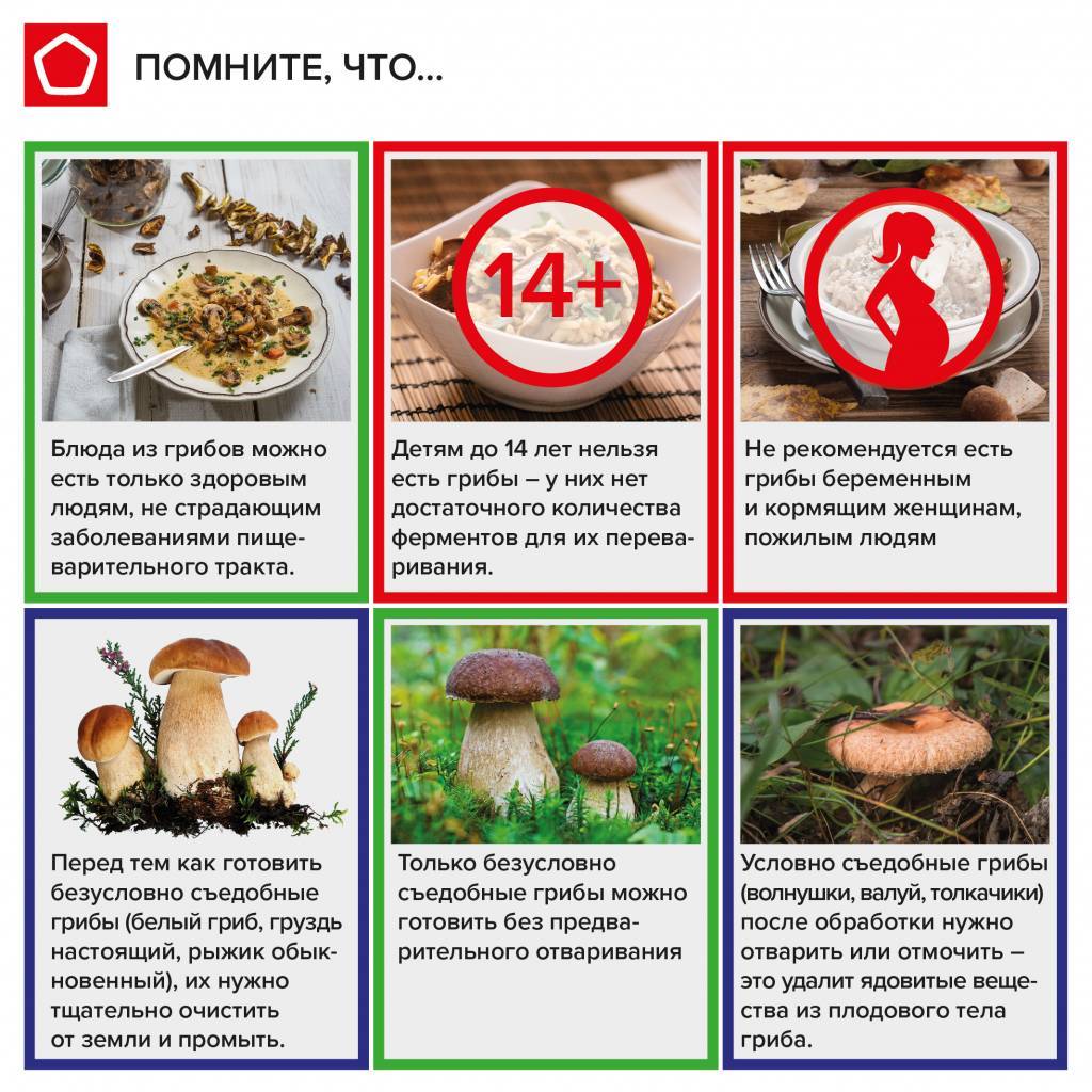 Отличный сбор грибов сегодня по правилам (12 правил)