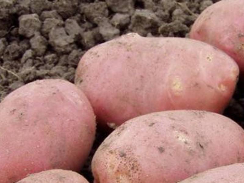 Как правильно выращивать картофель сорта тулеевский - сад и огород