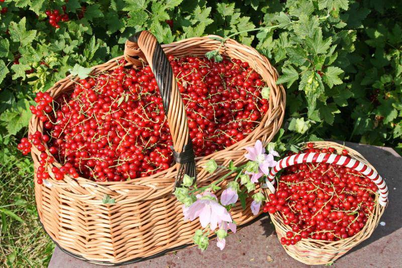 Когда собирать смородину черную: когда поспевают ягоды в разных регионах, как правильно и быстро собрать урожай с куста, рецепты заготовок