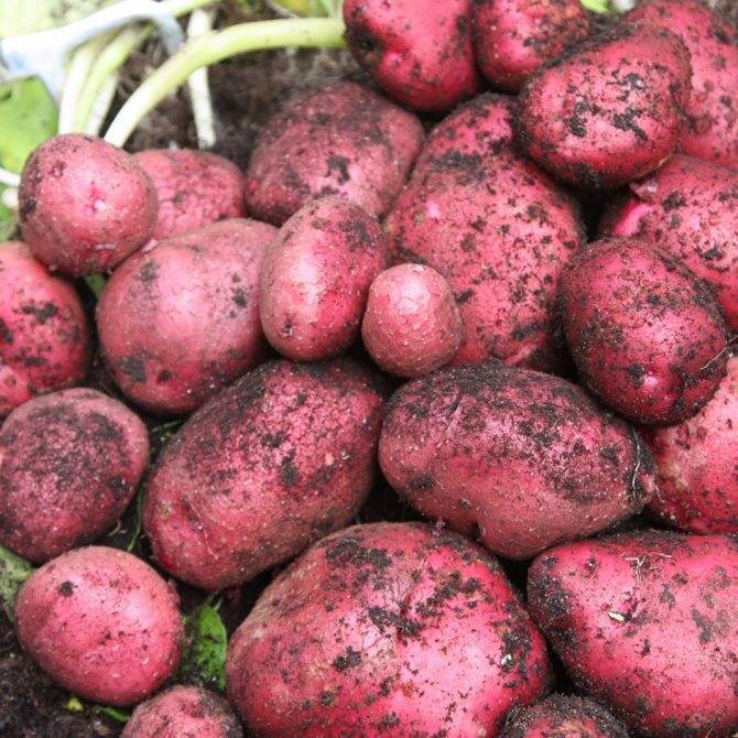 ✅ картофель родриго характеристика сорта отзывы вкусовые качества - питомник46.рф